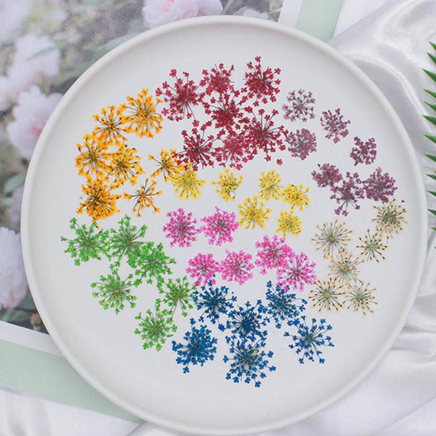 Dried Flower Bulk - 60pcs Pressed Dried 15-25mm Ammi Majus