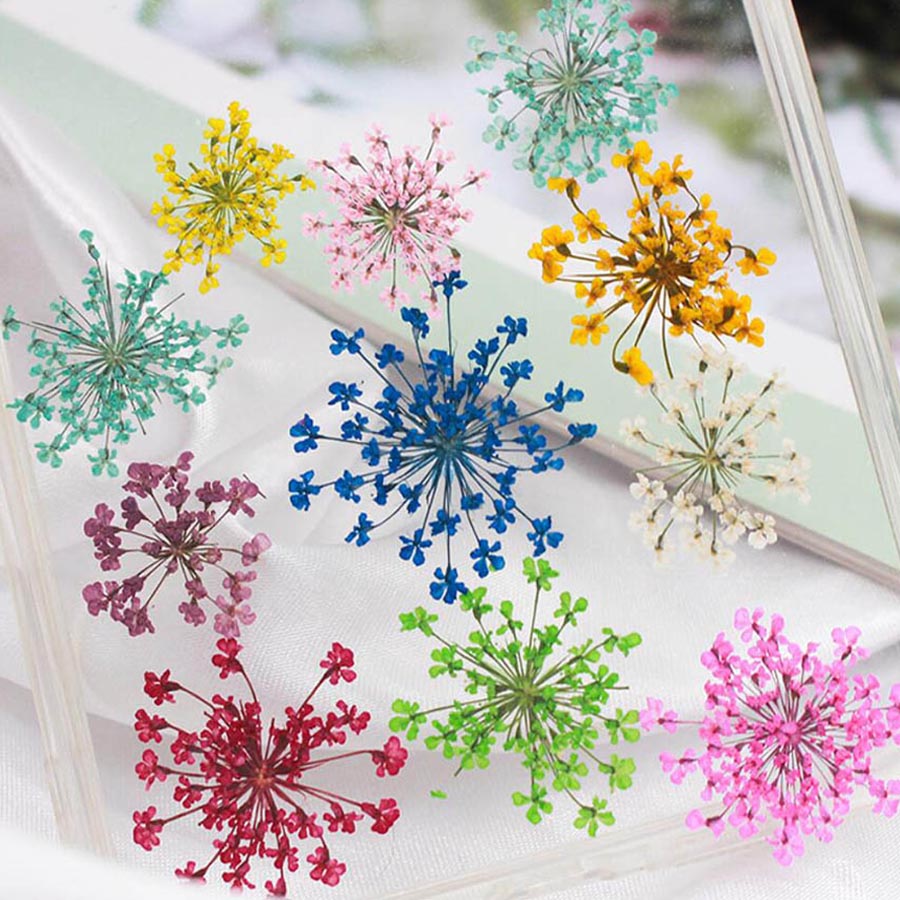 60pcs Pressed Dried 15-25mm Am - Dried Flower Bulk 评论和价格
