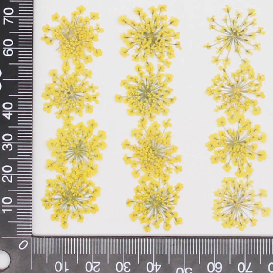 60pcs Pressed Dried 15-25mm Am - Dried Flower Bulk 评论和价格