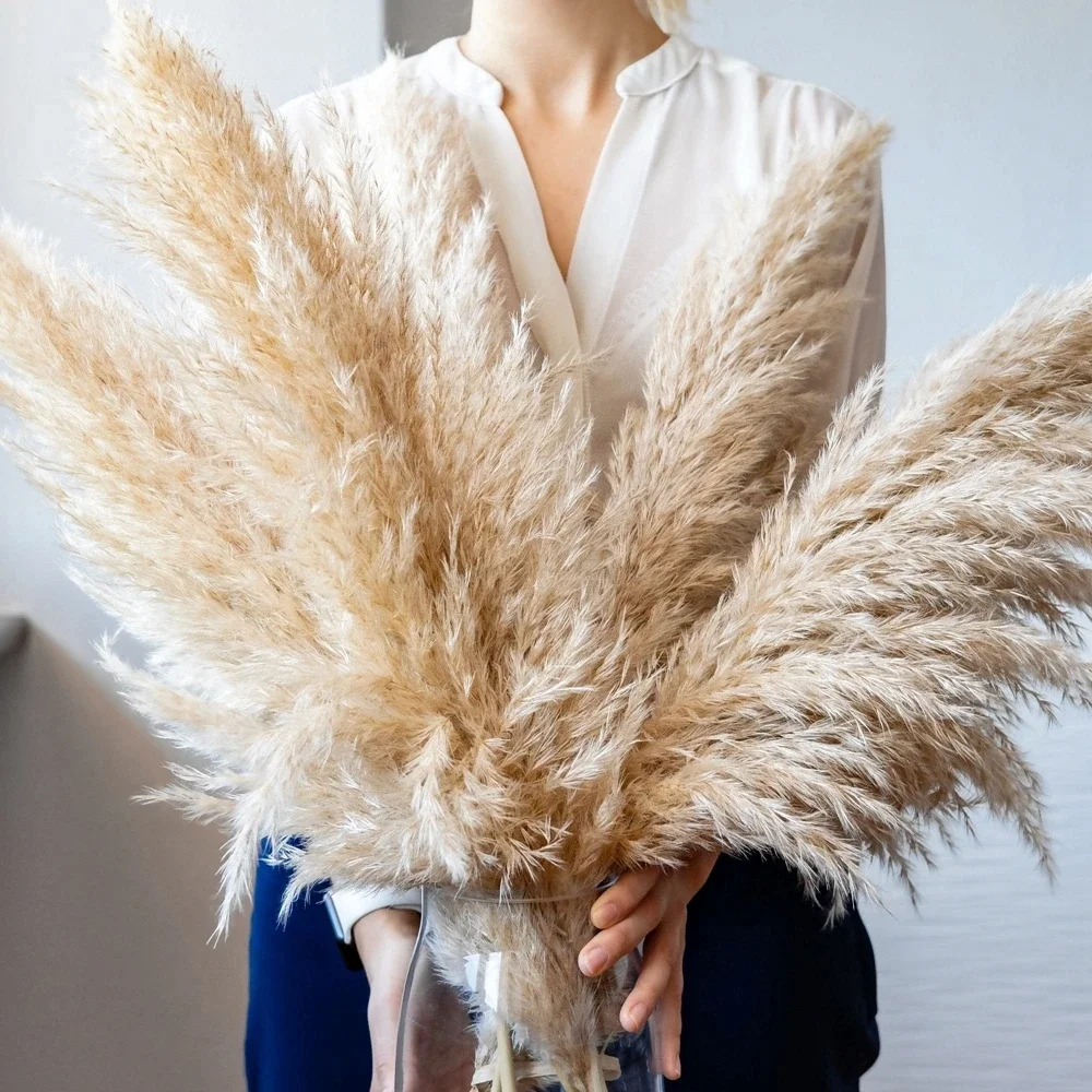 120cm - 130cm Fluffy Large Pam - Dried Flower Bulk 评论和价格