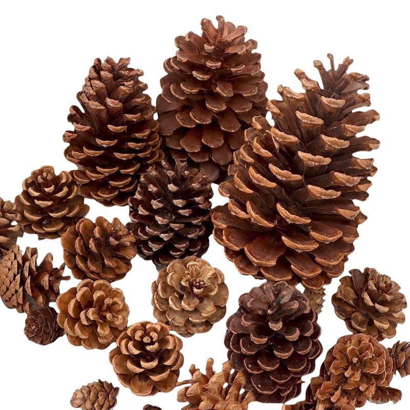 Natural Dried Pine Cones 5/10/ - Dried Flower Bulk 评论和价格