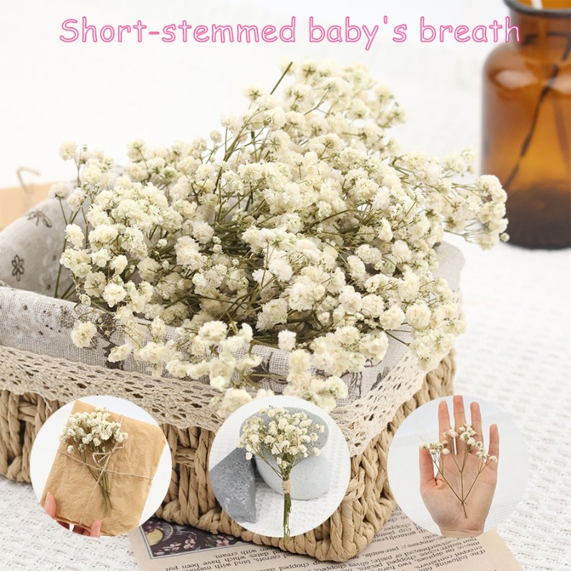 50pcs Natural Dried Gypsophila - Dried Flower Bulk 评论和价格