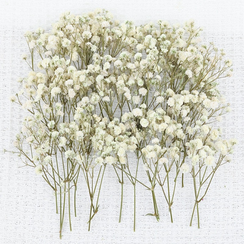 50pcs Natural Dried Gypsophila - Dried Flower Bulk 评论和价格
