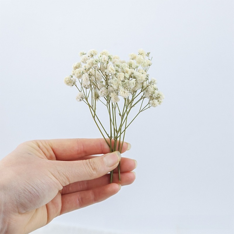 50pcs Natural Dried Gypsophila - Dried Flower Bulk 评论和价格