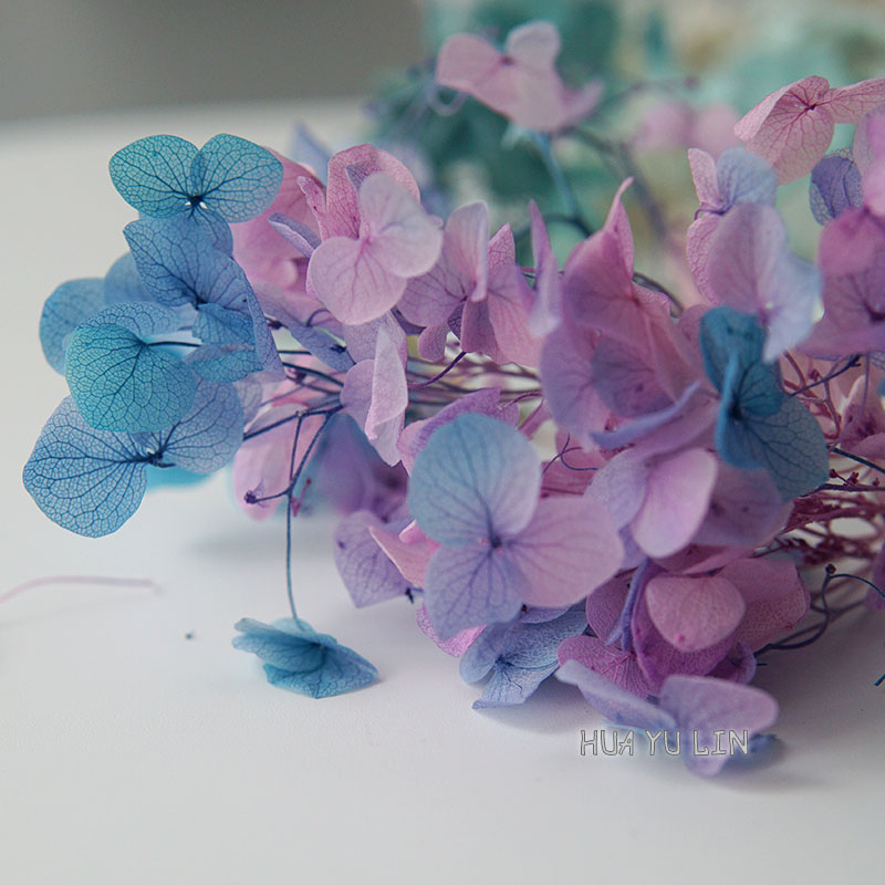 Ombre Gradient Dried Preserved - Dried Flower Bulk 评论和价格
